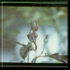 Second demo tape cover